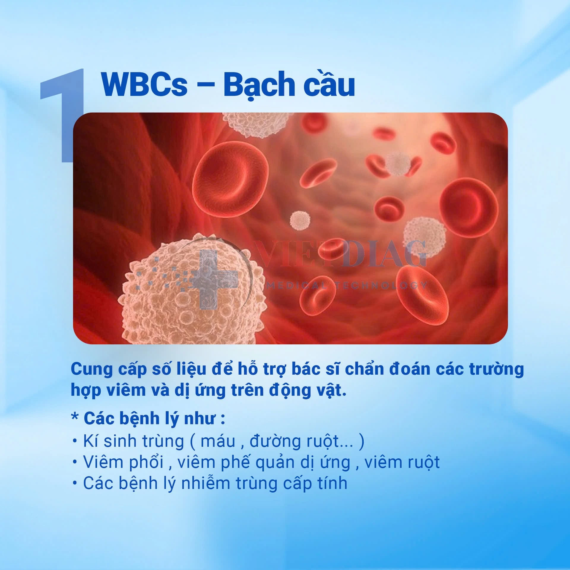 Bạch cầu (WBC) – cung cấp dữ liệu hỗ trợ chẩn đoán viêm và dị ứng trên động vật